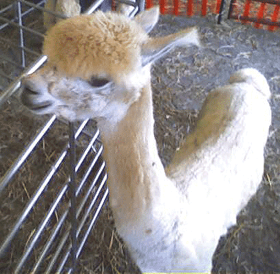 alpaca.gif